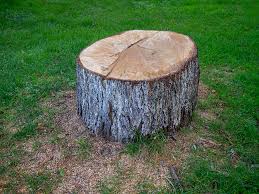 Best Tree Maintenance Programs  in , WI