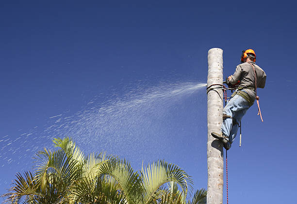 Best Tree Mulching  in , WI