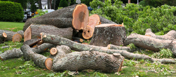 Best Arborist Consultation Services  in , WI