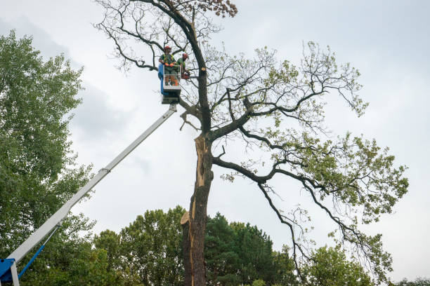Best Tree Trimming and Pruning  in , WI