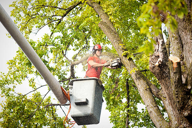 Best Tree Preservation Services  in , WI