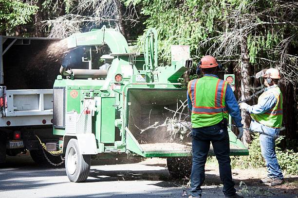 Best Tree Health Inspection  in , WI
