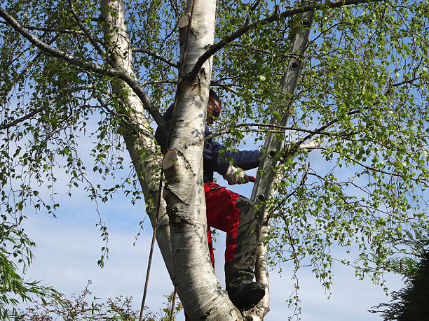 Best Pest Control for Lawns  in , WI