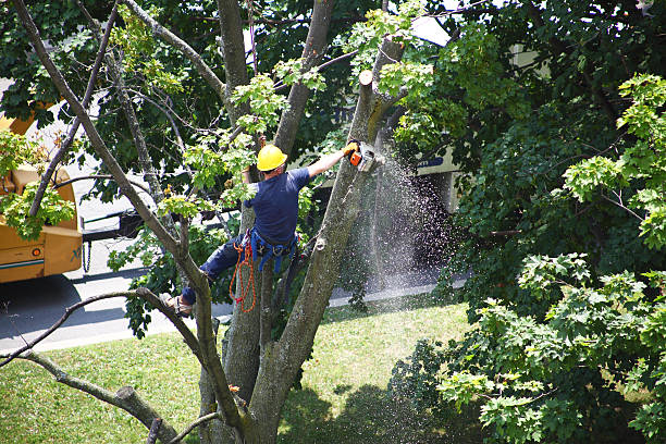 Best Lawn Dethatching  in , WI