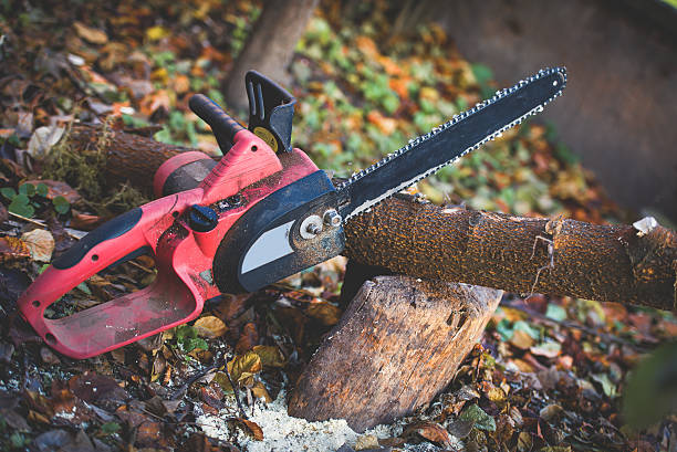 Best Tree Cabling and Bracing  in , WI