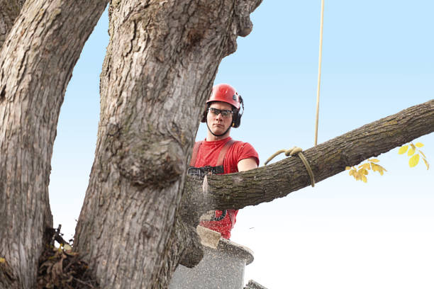 Best Commercial Tree Services  in , WI
